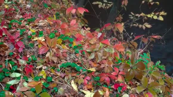 美丽的秋天景观有黄色的叶子视频的预览图