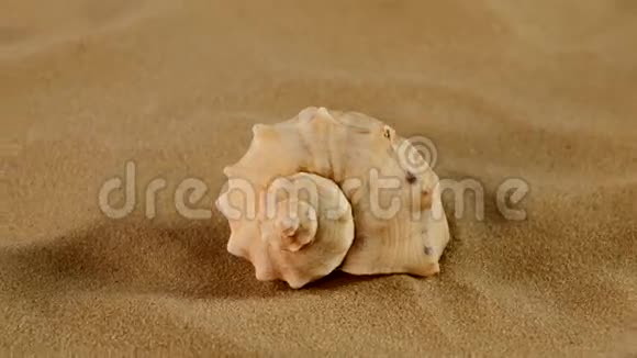 沙面上通常的贝壳侧面旋转视频的预览图