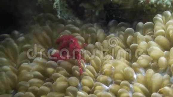 红蟹面具在水下野生动物海洋菲律宾视频的预览图