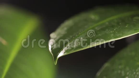 植物叶子上的雨滴视频的预览图