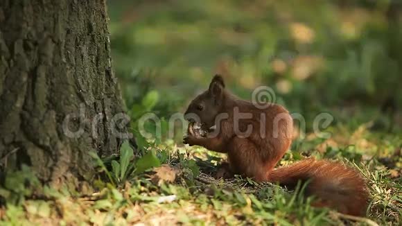 松鼠在树林里吃坚果视频的预览图