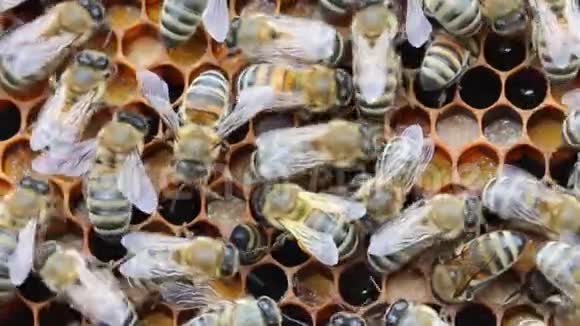 收集花粉的蜜蜂用于喂养幼蜂和替代药物的花粉视频的预览图