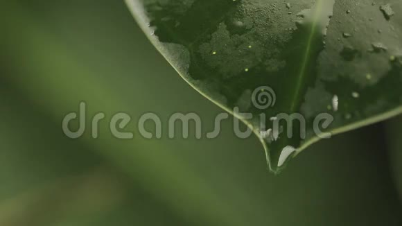 植物叶子上的雨滴视频的预览图