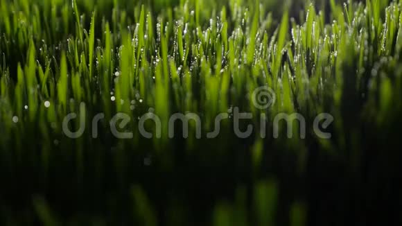 清晨绿油油的小草上滴着露珠视频的预览图