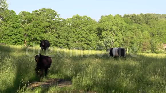 奶牛在大田里放牧5个中有2个视频的预览图