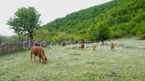 家养牲畜奶牛在草地上放牧一群牛用三叶草在绿色的田野上放牧视频的预览图