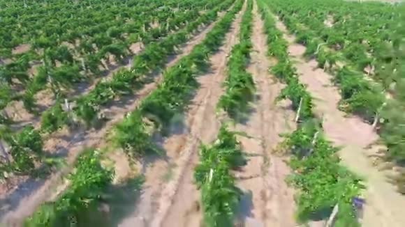 空中飞行飞越美丽的香槟葡萄园在山上一排排视频的预览图