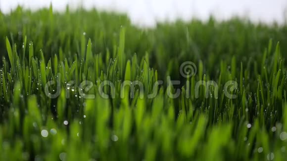 清晨绿油油的小草上滴着露珠视频的预览图