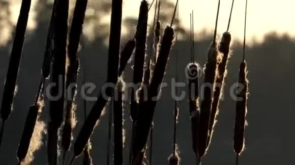 日落时在湖上迎风摇曳的野生芦苇近距离射击视频的预览图