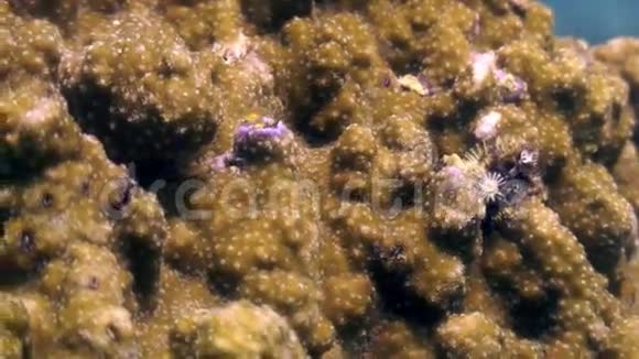 菲律宾野生动物海洋中的黄珊瑚视频的预览图