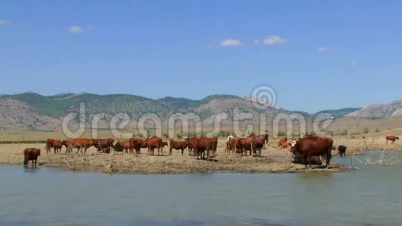 站在湖边的牛群视频的预览图