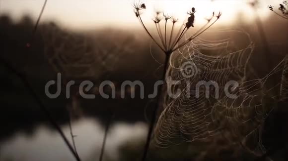蜘蛛网晨晨黎明河视频的预览图