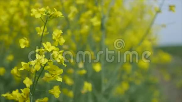 四月和五月盛开的黄色小草甸花视频的预览图