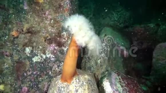 巴伦支海海底的白色海葵视频的预览图