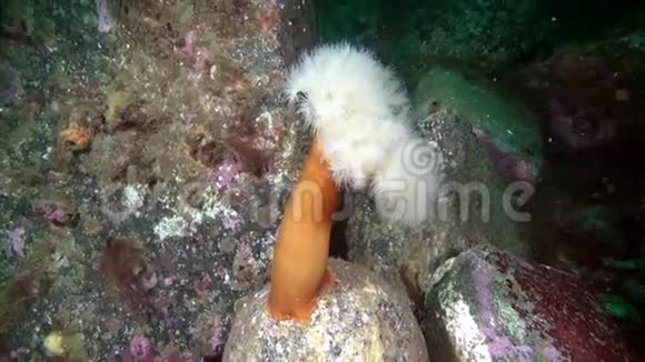 巴伦支海海底的白色海葵视频的预览图