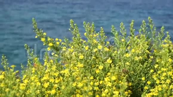 蓝色海洋背景上的野花视频的预览图
