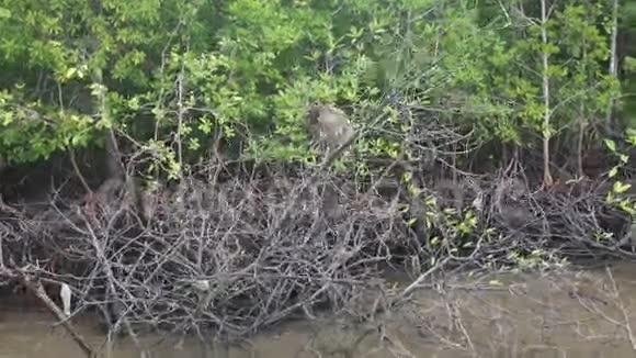 猴子抓食红树林视频的预览图