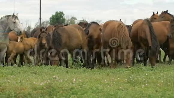 俄罗斯草原上的马群视频的预览图