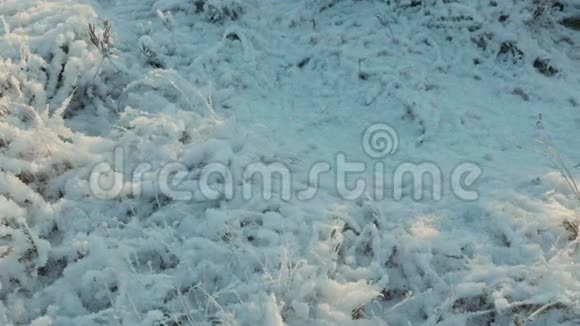 雪下的草干了白天干净而寒冷光滑的娃娃射击视频的预览图