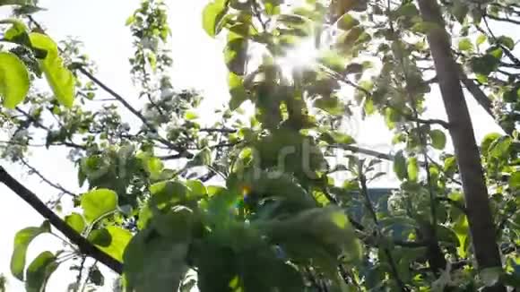 阳光透过树枝和绿叶视频的预览图
