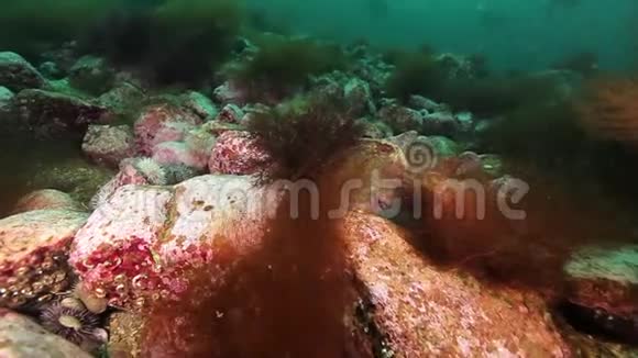 堪察加海底的海胆视频的预览图