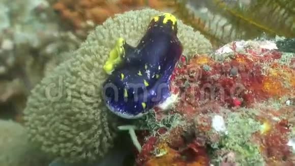 菲律宾野生动物海洋水下海绵视频的预览图