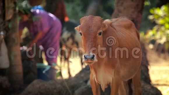 印度农村的奶牛视频的预览图