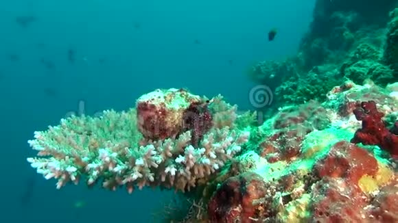 马尔代夫水下珊瑚背景下的隐士巨蟹座视频的预览图