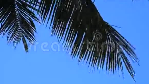 椰子叶机智的剪影视频的预览图