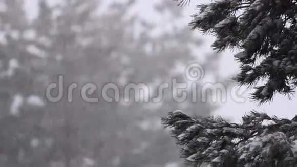 松林上的雪瀑布视频的预览图