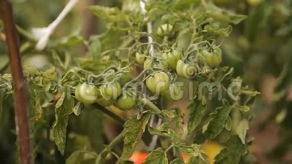 花园里的绿色西红柿视频的预览图