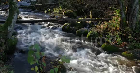 秋天森林深处美丽的溪流视频的预览图