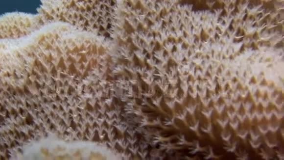 马尔代夫海域海底彩色珊瑚背景下的海葵视频的预览图