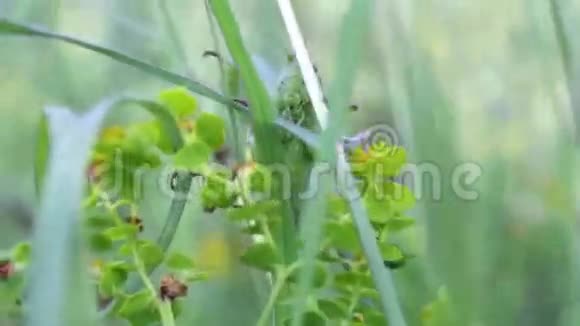 绿草中的蚂蚱视频的预览图
