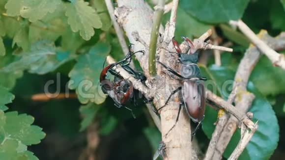 大鹿甲虫lucanuscervus沿着树爬行森林中罕见的甲虫视频的预览图