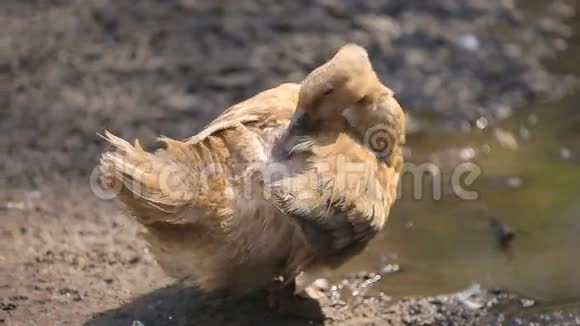 动物园灰白条纹野鸭视频的预览图
