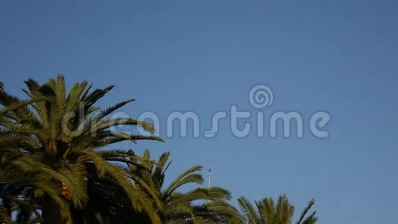 海鸥在天空中飞翔黑山亚得里亚视频的预览图