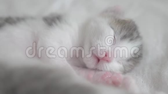 小可爱的新生小猫在床上睡觉的生活方式小猫在梦中辗转反侧地嗅着抽搐着视频的预览图