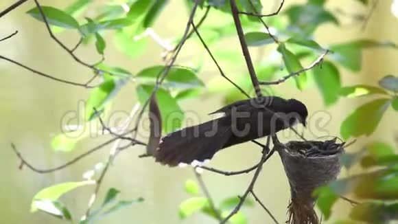 马来西亚花斑扇尾鸟幼鸟视频的预览图