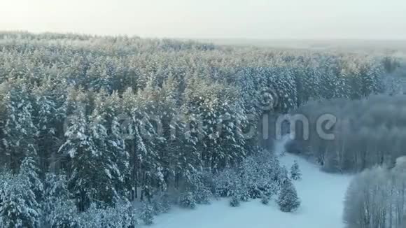 鸟瞰冬林雪树枝中看冬林冬季景观森林树木覆盖视频的预览图