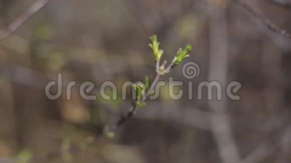 春天来了第一个绿色自然醒了溶解树枝上的第一片叶子绿色的房子视频的预览图
