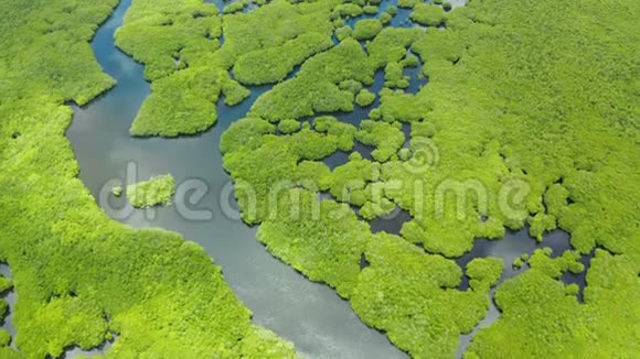 菲律宾有河流的红树林带有红树林和岛屿的热带景观视频的预览图
