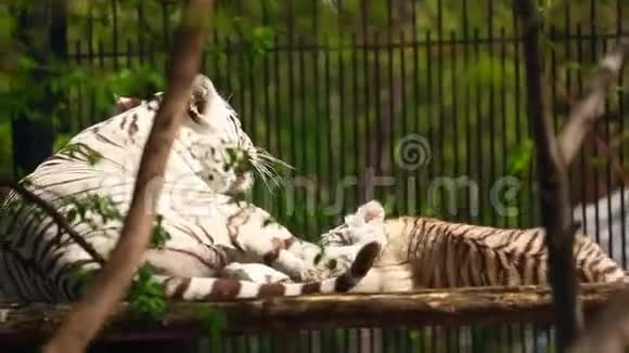 白虎和幼崽视频的预览图