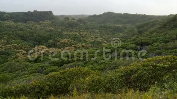 带薄雾的绿色丛林山谷夏威夷毛伊岛时间流逝视频的预览图