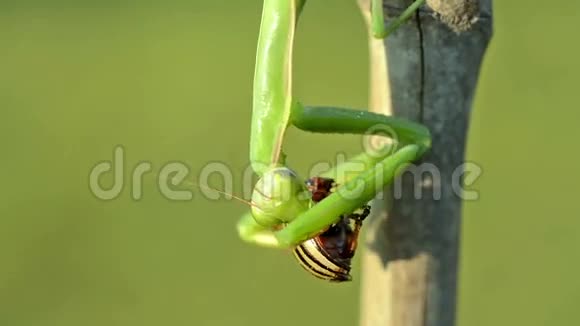 绿色祈祷螳螂和科罗拉多马铃薯甲虫视频的预览图