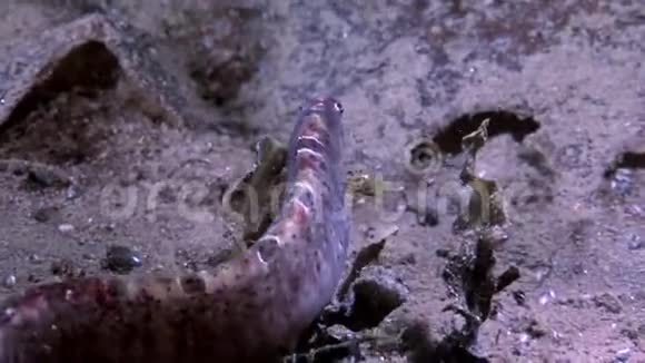 白海海底的鳗鱼鳕鱼和星鱼在海底蠕动视频的预览图
