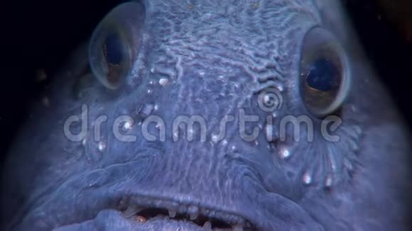 柳叶刀鱼鲶鱼在白海海底寻找食物视频的预览图