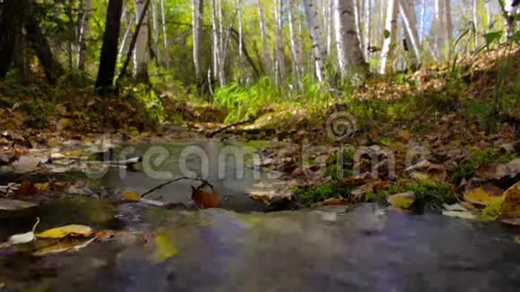小溪流过一片阳光明媚的秋白桦林和平安宁和谐视频的预览图