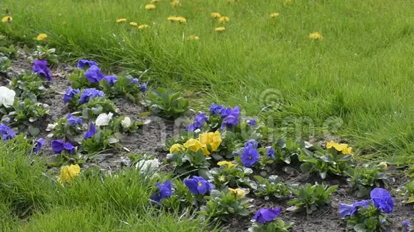 五彩紫罗兰开在花坛上视频的预览图