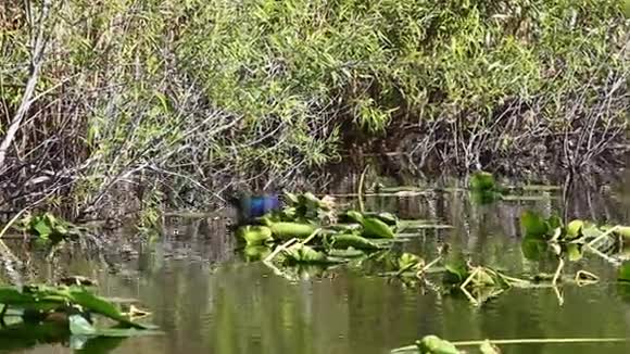 紫色加利诺波菲里奥马提尼在一个沼泽地视频的预览图